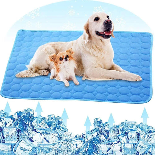 Chiens sur tapis rafraîchissant bleu